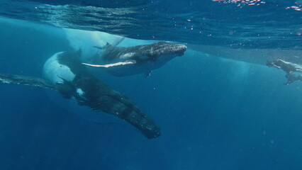 A young Humpback whale (Megaptera novaeangliae) swims at the surface of the Caribbean Sea, near where it was born. The calf will soon migrate north with its mother to feeding grounds off New England