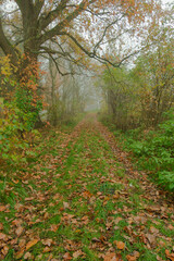 Polna droga porośnięta zieloną trawą. Po obu stronach rosną gęste zarośla. Z lewej strony jest duży, rozłożysty dąb. Ziemię pokrywają brązowe liście.