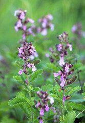Teucrium chamaedrys grows in nature in summer