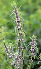 In the meadow among the herbs grow dog nettle is five-bladed (Leonurus quinquelobatus)