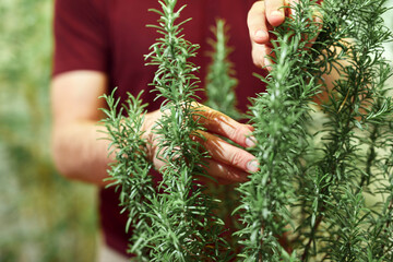 Man taking care of plants at home terrace.