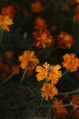 orange flowers