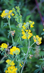 Blossoms of alfalfa sickle (Medicago falcata)