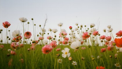 Colorful wildflowers blooming in a grassy field during a sunny afternoon