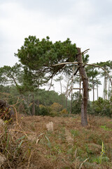 Photo d'un pin isole courbe pris en macro lors d'une balade en foret