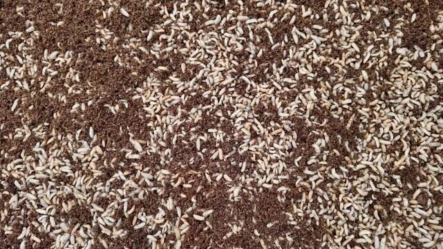 Top view black soldier fly larvae in coconut coir on plastic box.