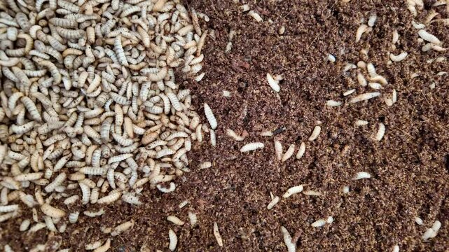 Top view black soldier fly larvae in coconut coir.