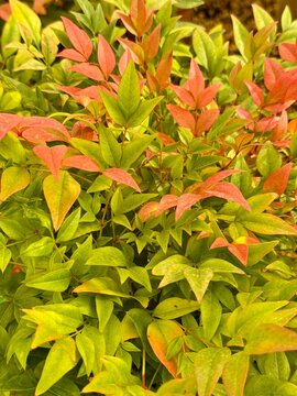 Very colourful evergreen shrub with a pale bronze green colour that will turn deep red in autumn Nandina domestica 'Gulf Stream', Sacred bamboo, 