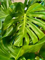 Close-up of monstera deliciosa green leaf , Tropical plant .