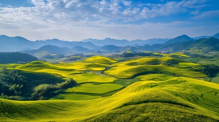 Obraz premium The blue sky and white clouds cover the rapeseed flower field, creating a magnificent scene of yellow flowers blooming on undulating green hills under bright sunshine