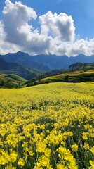 Fototapeta premium The blue sky and white clouds cover the rapeseed flower field, creating a magnificent scene of yellow flowers blooming on undulating green hills under bright sunshine