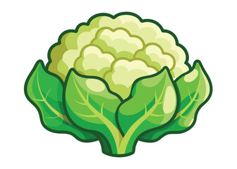 cauliflower-on-white-background.eps