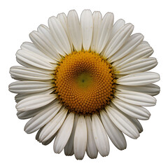 Daisy flower ontransparent background isolated on white background cutout png design asset funny conceptFloral