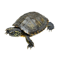 Fototapeta premium Turtle isolated on transparent or white background, png