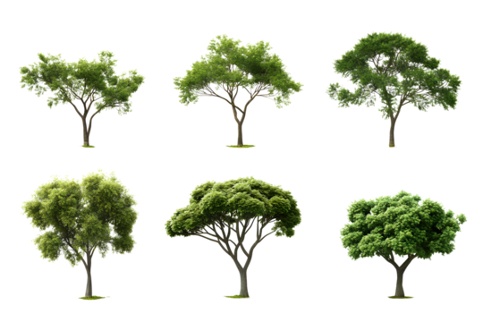 Tropics serene trees form set environmental cut isolated on transparent or white background, png
