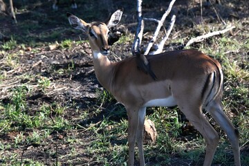 impala antelope in kruger national park with bird on its back