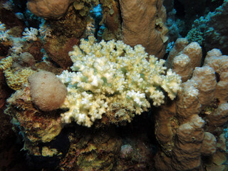 A bleached Pocillopora coral in Dahab, Gulf of Aqaba 