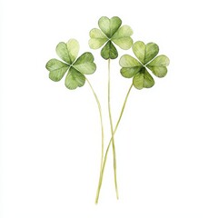 Three vibrant green clover leaves with long stems, symbolizing luck and nature, arranged against a clean white background.