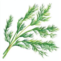 Fototapeta premium A vibrant illustration of fresh dill sprigs, showcasing their feathery green leaves, perfect for culinary uses and garnishing.