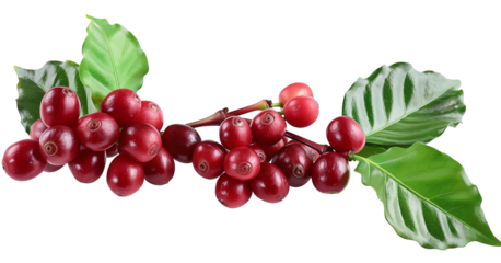 Red coffee beans on branch isolated on white background png transparent clipart.