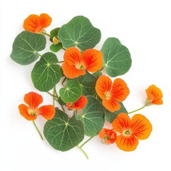 Fototapeta premium A vibrant arrangement of orange nasturtium flowers and green leaves, showcasing their distinct color and shape against a clean background.