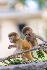 Cute baby monkey playing in the indian forest.	