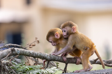 Cute baby monkey playing in the indian forest.	