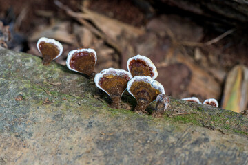 Champignons sur l'écorce d'un arbre dans la jungle de Khao Sok