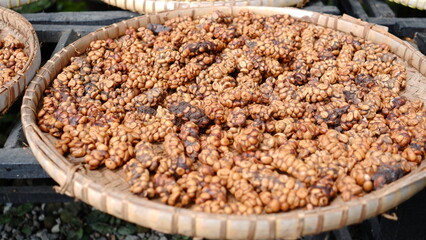 Coffee beans that are being dried in the sun after being washed from Civet droppings. Civet coffee ingredients.