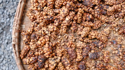 Coffee beans that are being dried in the sun after being washed from Civet droppings. Civet coffee ingredients.