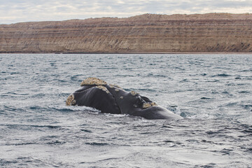 Fototapeta premium Ballena franca austral asomando su cabeza en la superficie del océano Atlántico, Golfo Nuevo, Península de Valdés, Chubut.