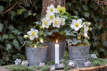 Arrangement mit Christrosen (Helleborus niger) in Zinktöpfen und einer Kerze im Wintergarten	