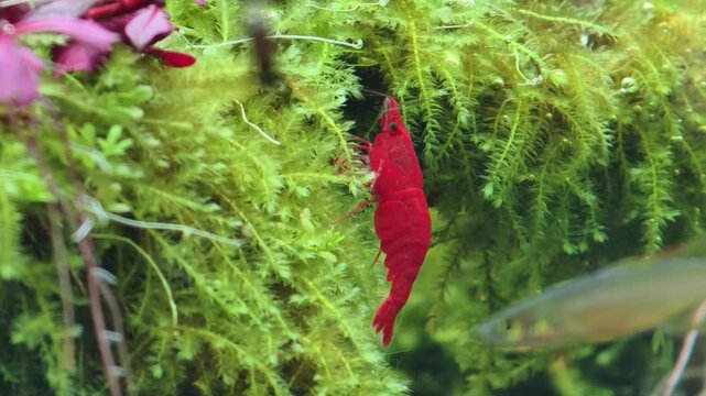 Cherry shrimp in the tank
