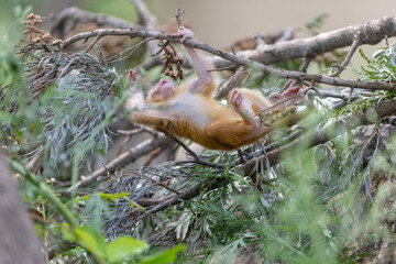 Cute baby monkey playing in the indian forest. 