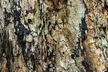 Close-up of textured tree bark with peeling layers. Highlights forest ecosystems, natural materials, and the intricate details of woodland life cycles.