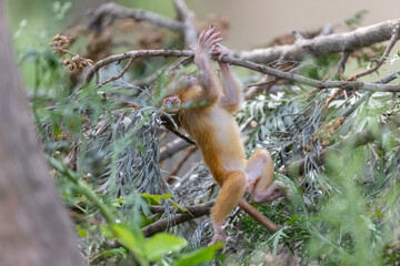 Cute baby monkey playing in the indian forest. 