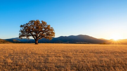 Obraz premium Farmland fields landscape sunset, A solitary tree stands in a golden field under a clear blue sky at sunset.