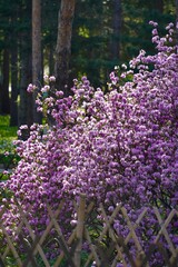 Obraz premium flowers in the park