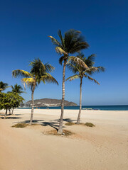 Khor Fakan Beach palms 