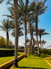 palm trees in the park in Dubai 