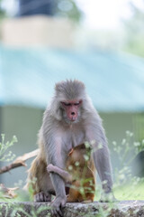 Naklejka premium Rhesus macaque (Macaca mulatta) or Indian Monkey in forest with cub.