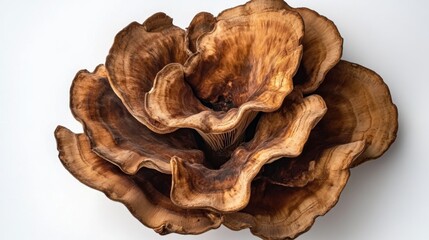 A Detailed Close-up of a Stunning Mushroom