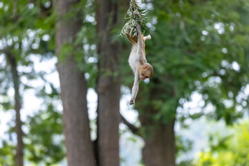 Cute baby monkey playing in the indian forest. 