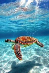 Obraz premium Majestic sea turtle swimming gracefully in clear ocean waters.