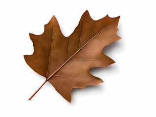 Obraz premium Brown oak leaf isolated on white background.