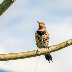 Northern Flicker, colaptes auratus, highly detailed colorful close up portrait, against a natural...
