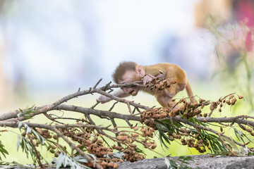 Cute baby monkey playing in the indian forest. 