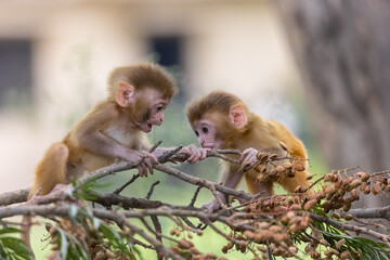 Cute baby monkey playing in the indian forest.  © Abhishek Mittal