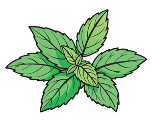 fresh-peppermint--mint--vector-hand-drawn-illustra (1).eps