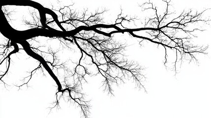 Fototapeta premium Bare Tree Branches Against a White Sky